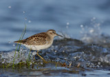 Bcasseau minuscule  Refuge doiseaux migrateurs de Saint-Vallier