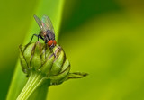 mouche aux yeux rouges sur bourgeon.jpg