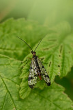 Panorpe ou mouche scorpion - Scorpionfly