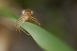 exuvie de libellule - dragonfly exuviae