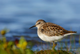 bcasseau minuscle - Least Sandpiper