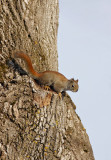 cureuil roux / Red Squirrel