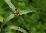 chiquier / Arctic Skipper / Carterocephalus palaemon