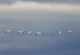 oies des neiges / Snow Geese