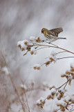 sizerin flamm / Common Redpoll