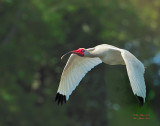 White Ibis