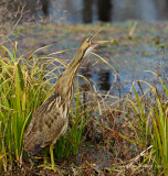 Miscellaneous Avian Images