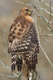 Raptors