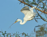 Great Egret