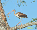 Ibises