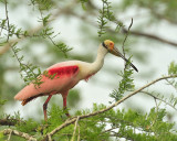 Roseate Spoonbills