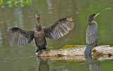 Cormorants