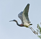 Tri-Color Heron
