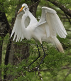 Great Egret