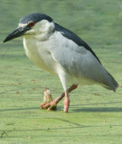 Black Crested Night Heron