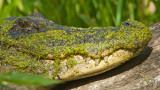 Louisiana Gator