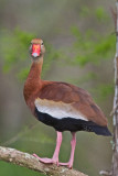 Black-Bellied Whistling Duck