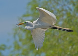 Great Egret