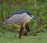 Black Crowned Night Heron