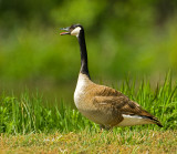 Canada Goose