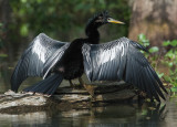 Anhinga