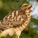 Red Shouldered Hawk