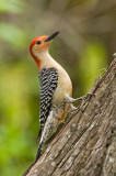 Red Headed Woodpecker