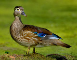 Wood Duck Hen 