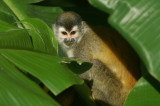 Central-American Squirrel Monkey