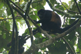 Howler Monkey