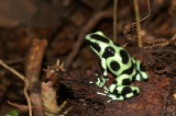 Green and Black Poison Dart Frog