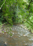Selva Verde creek