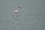 00725 - Greater Flamingo - Phoenicoptrus roseus