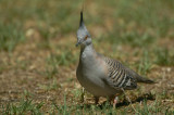 Crested Pigeon