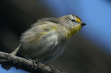 Spotted Pardalote