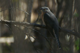 02287 - Fan-tailed Cuckoo - Cacomantis flabelliformis