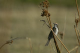 05752 - Tawny-crowned Honeyeater - Gliciphila melanops