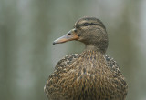 Mallard