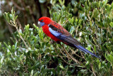 04061 - Crimson Rosella - Platycercus elegans