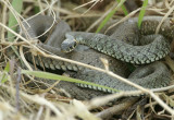 Grass Snake