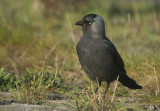 06719 - Western Jackdaw - Corvus monedula