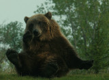 Brown Bear also known as grizzlies