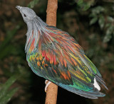 Nicobar Pigeon