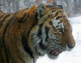 Amur Tiger