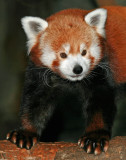 Red Panda