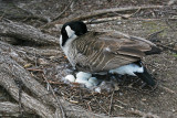 Nesting Canada Goose