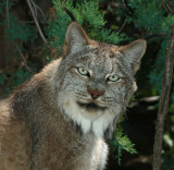 Lynx