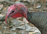 Wild Turkey