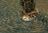 Burmese Python