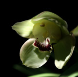 Cymbidium Orchid